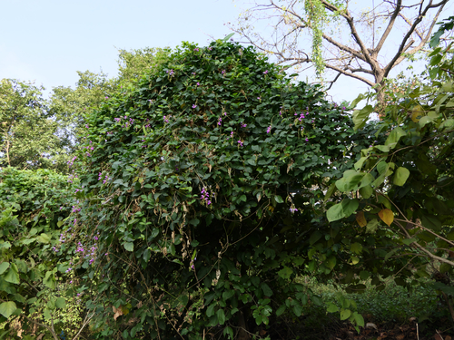 Canavalia gladiata observed 2019-12-21