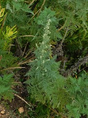 Artemisia afra