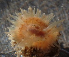 Anthopleura mariae