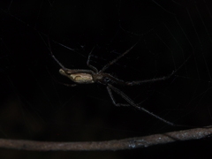 Tetragnatha ceylonica