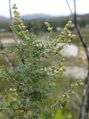 Artemisia afra