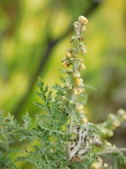 Artemisia afra