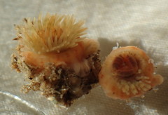 Anthopleura mariae