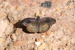 Theagenes dichrous