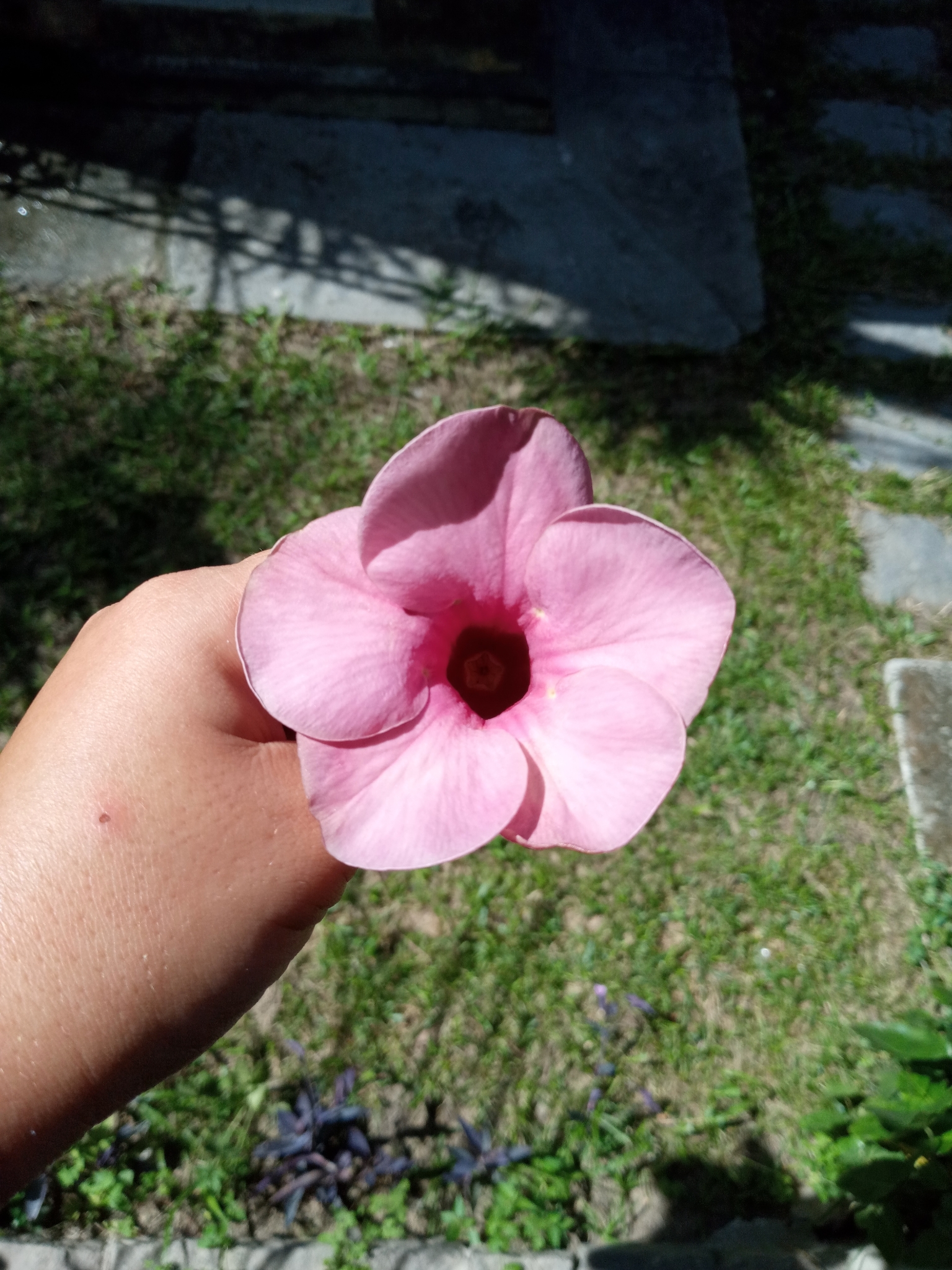 Allamanda blanchetii
