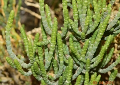 Anabasis articulata