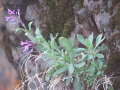 Boechera breweri shastaensis