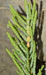 Anabasis articulata