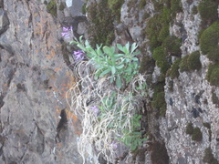 Boechera breweri shastaensis