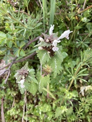Lamium bifidum