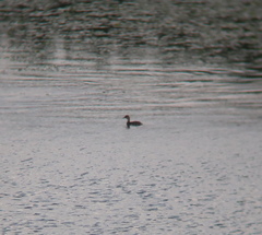 Tachybaptus ruficollis