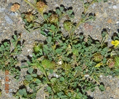 Medicago minima