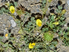 Medicago minima