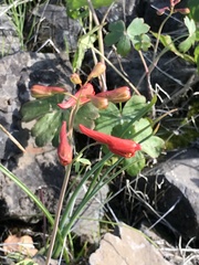 Delphinium nudicaule