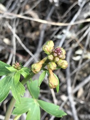 Delphinium nudicaule