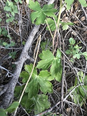 Delphinium nudicaule