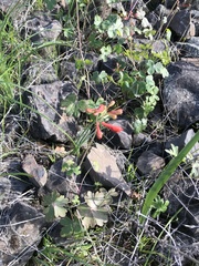 Delphinium nudicaule