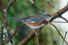 Castanozoster thoracicus