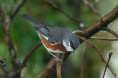Castanozoster thoracicus