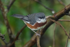 Castanozoster thoracicus