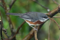 Castanozoster thoracicus