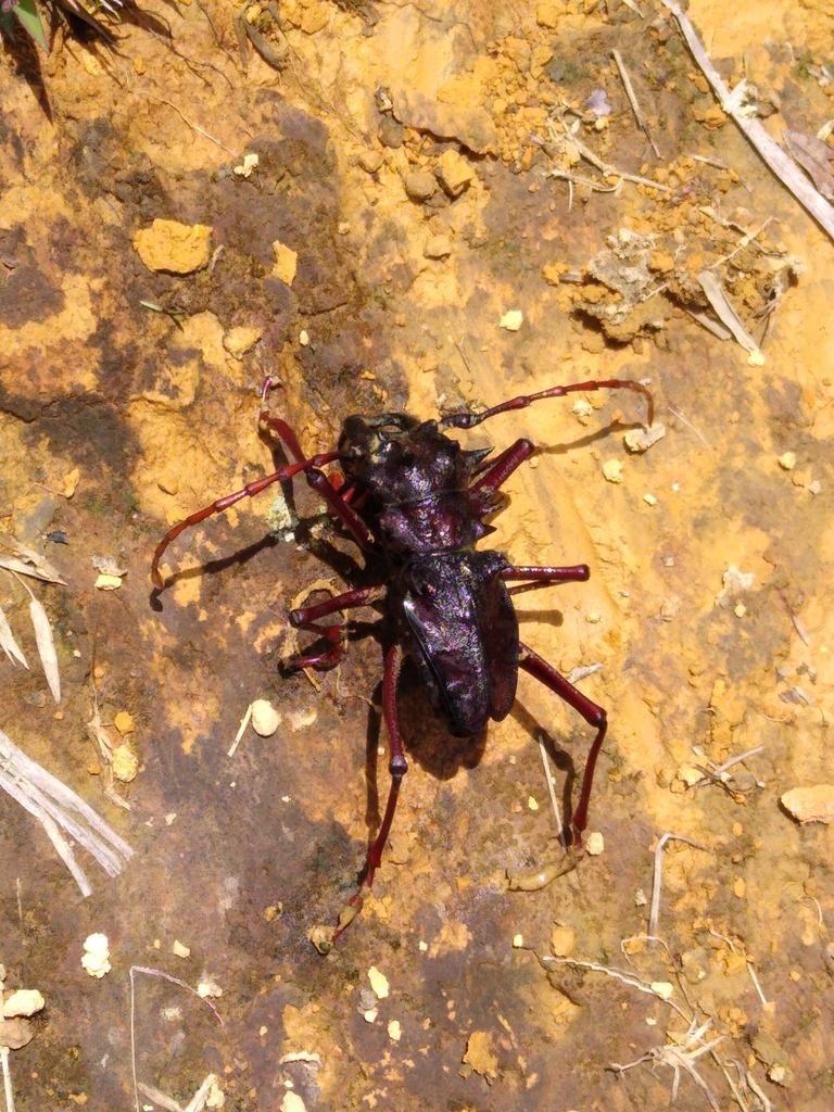 Prionacalus demelti