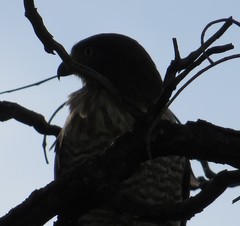 Rupornis magnirostris