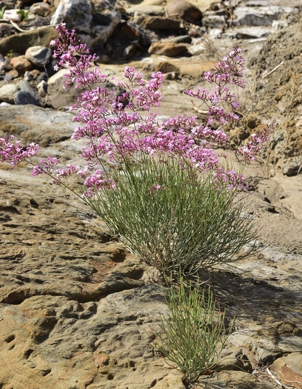 Limonium insigne