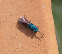 Chrysis terminata
