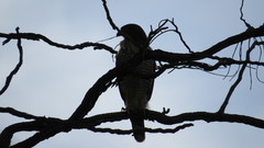 Rupornis magnirostris