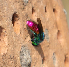 Chrysis terminata