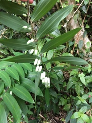 Polygonatum arisanense