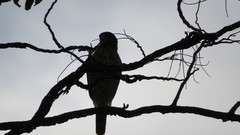 Rupornis magnirostris