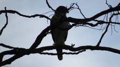 Rupornis magnirostris