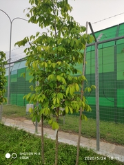 Ochanostachys amentacea