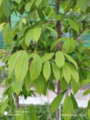 Ochanostachys amentacea