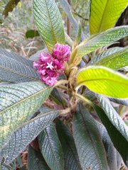 Palicourea erythrocephala