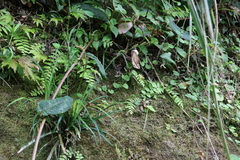 Carex sociata