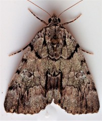 Catocala praeclara