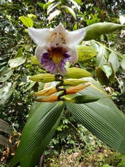 Sobralia luerorum