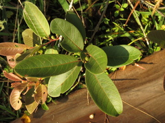 Psidium guineense