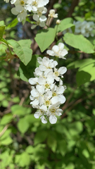 Prunus padus