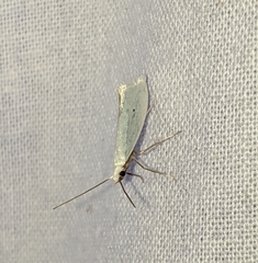 Eucalantica polita