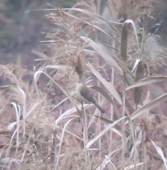 Acrocephalus orientalis