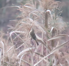 Acrocephalus orientalis