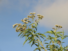 Austroeupatorium inulifolium