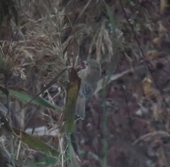 Acrocephalus orientalis