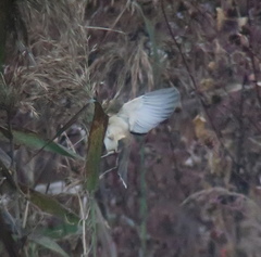 Acrocephalus orientalis
