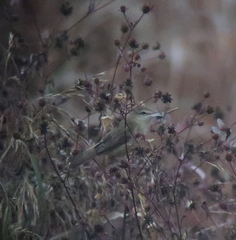 Acrocephalus orientalis