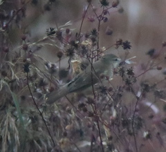 Acrocephalus orientalis
